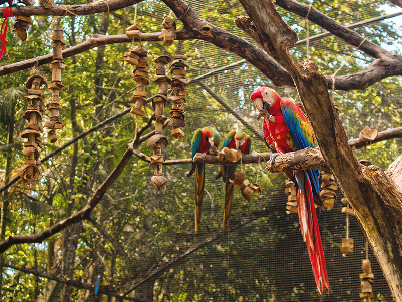 Parque das Aves