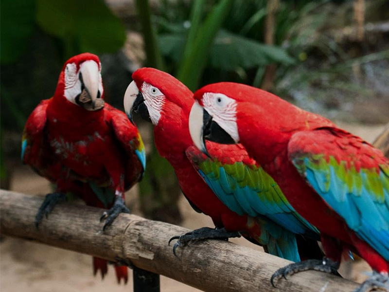Parque das Aves